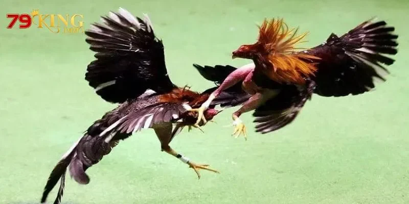 đá gà cựa dao đá gà cựa dao
