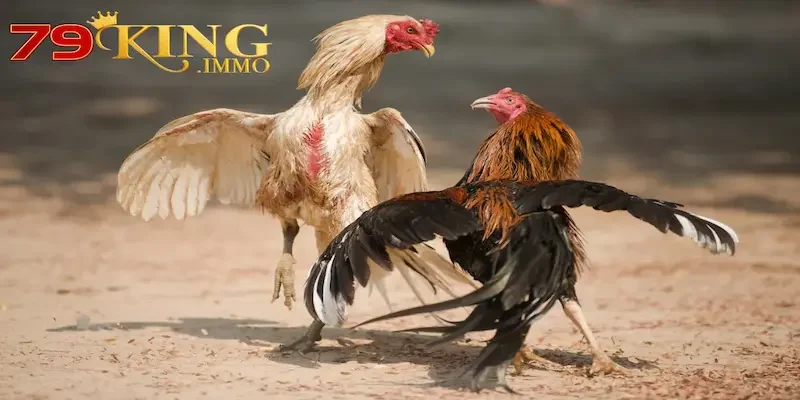 Thiên đường đá gà 79king Thiên đường đá gà 79king
