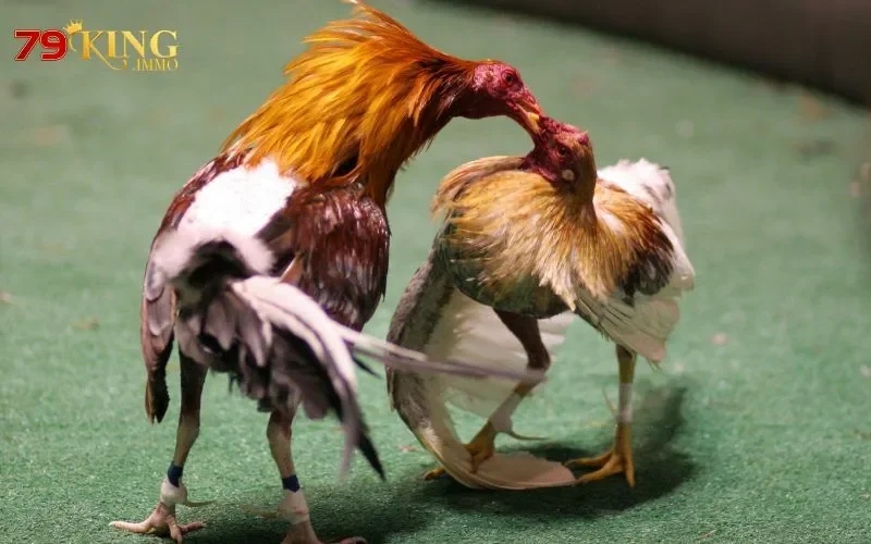 đá gà cựa dao đá gà cựa dao